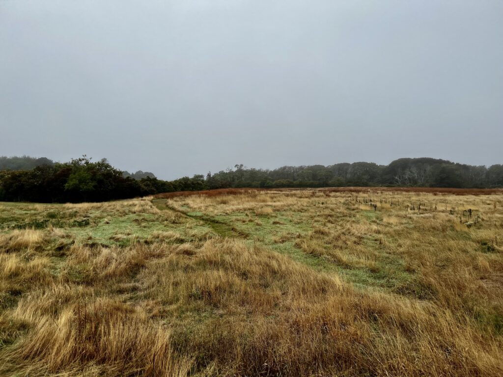 before and after meadow photos
