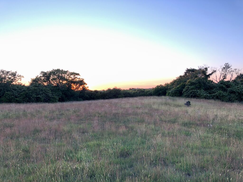 before and after meadow photos