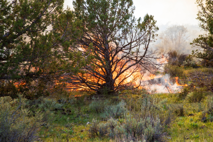 A US Forest Service prescribed burn in juniper forest in Modoc County California in May 2024.
