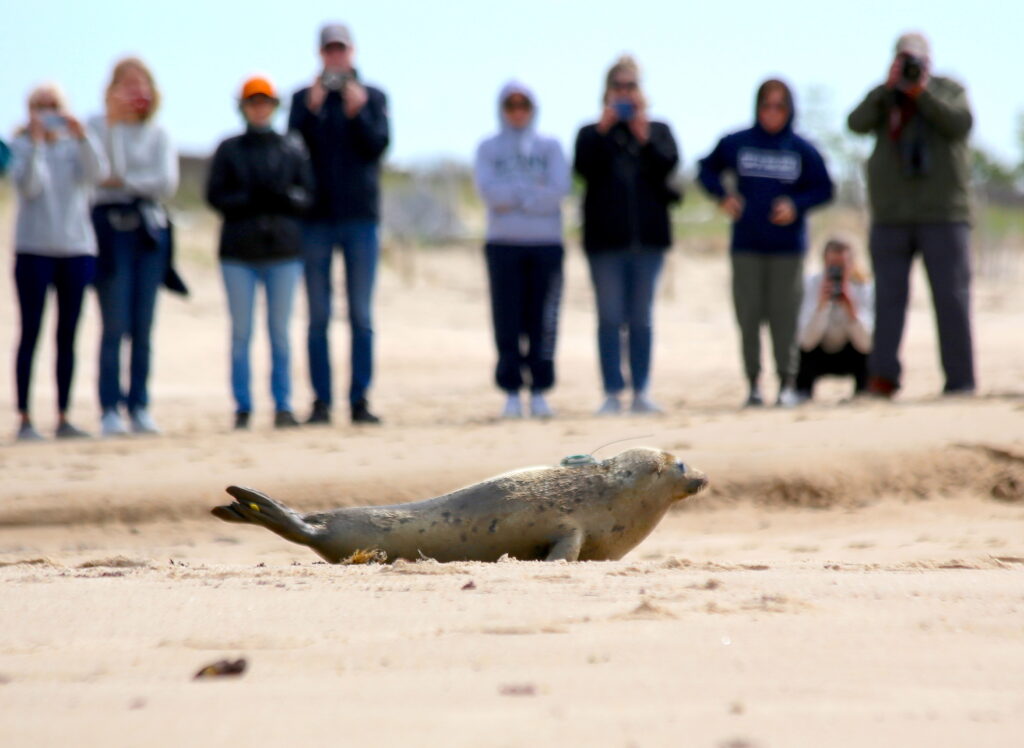 juvenile seal on beach after being released