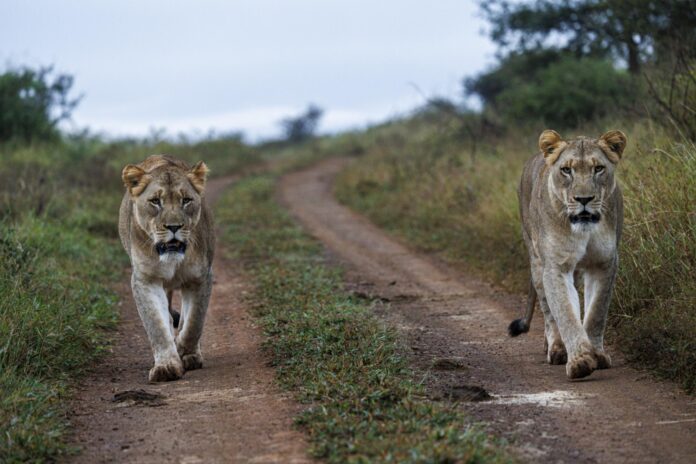two lionesses walking on dirt road