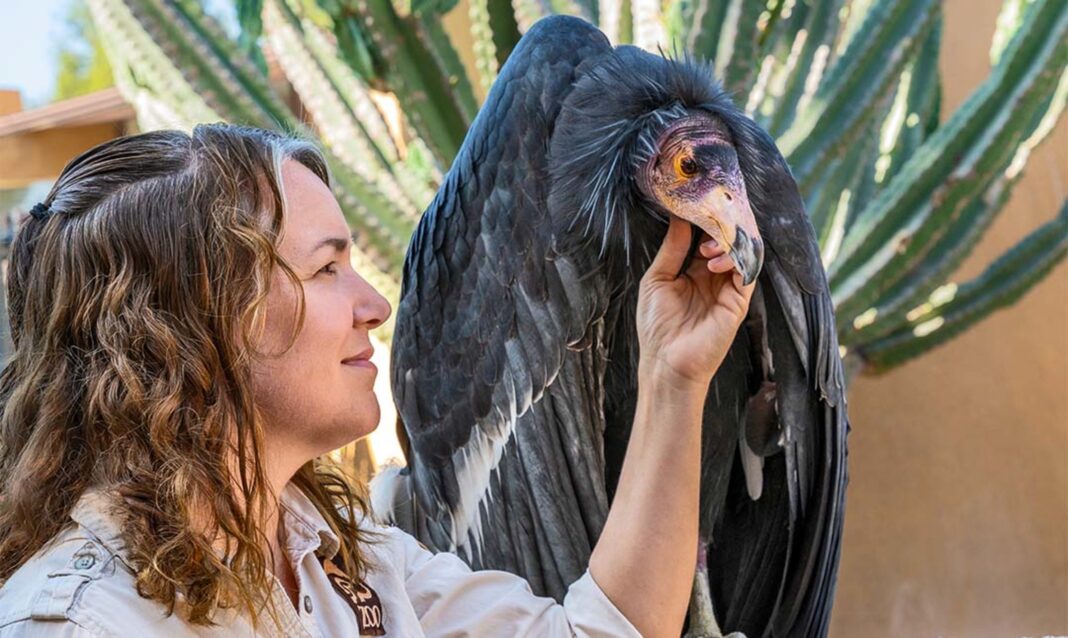 a california condor and zoo keeper