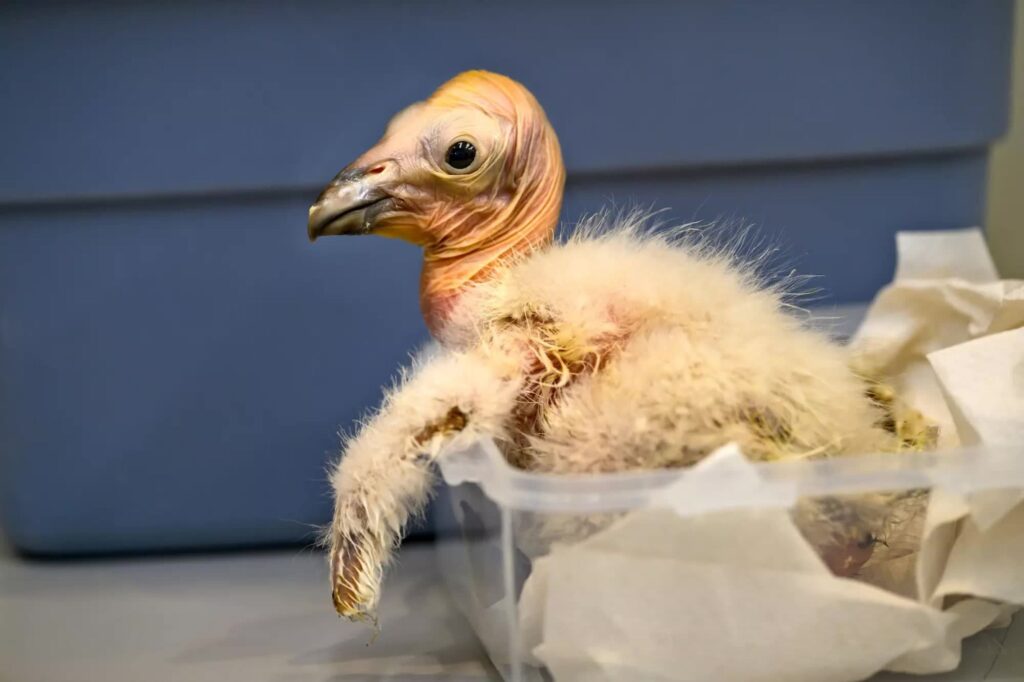 a baby california condor hatchling