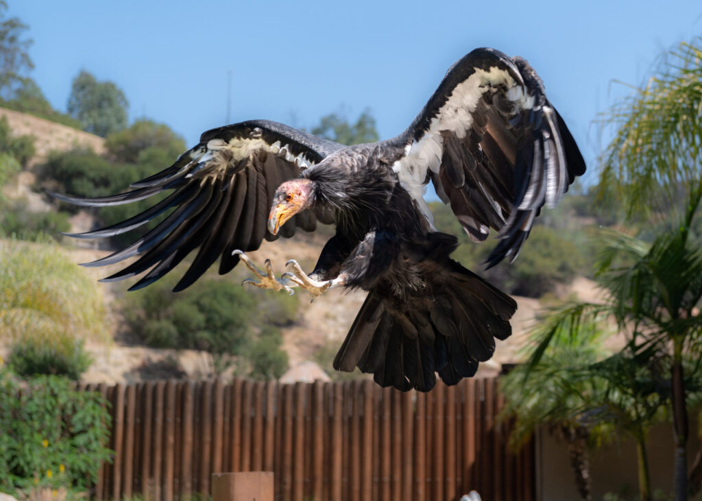 a california condor in flight