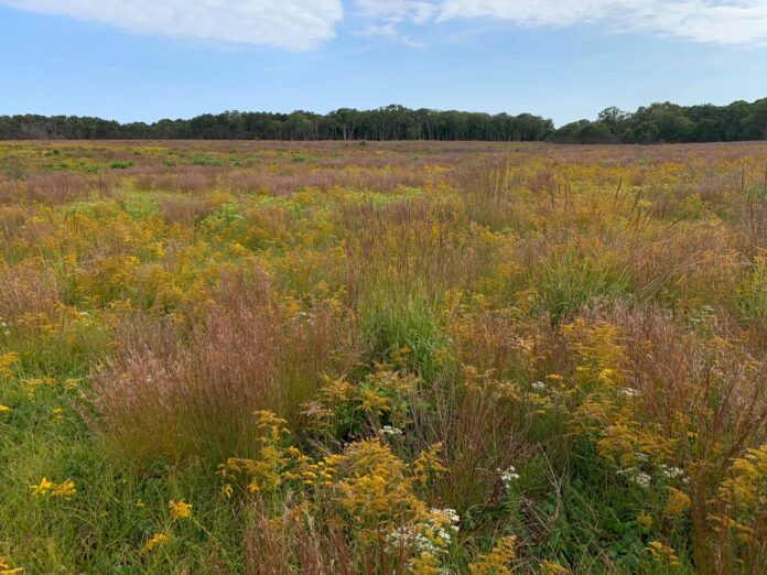 sandplain with fall colors