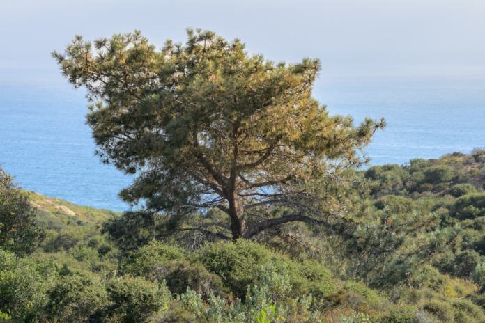 Torrey pine on a coastline with the ocean in the background