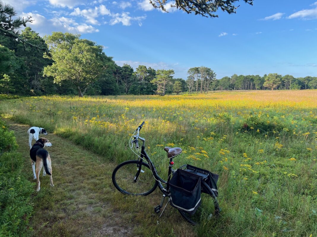 A field of goldenrods on a Martha’s Vineyard