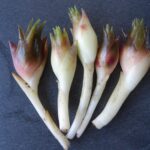 Myoga ginger flower buds