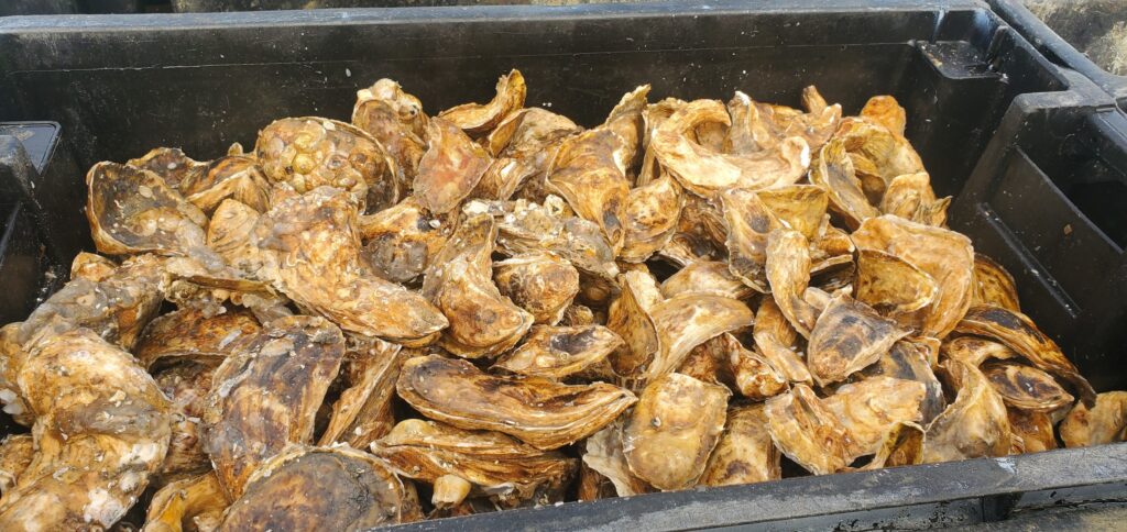 bin fill of oysters