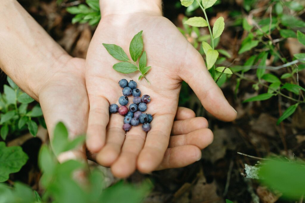 blueberries in palm of hand