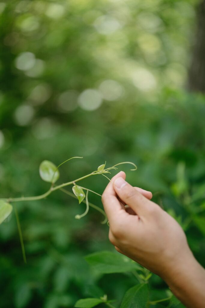 hand holding plant