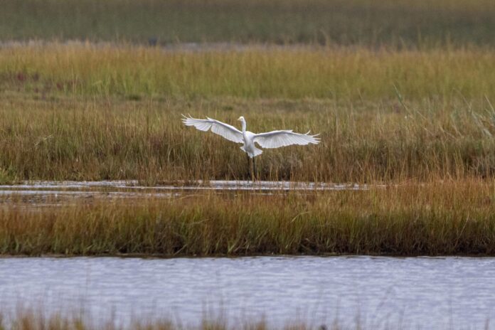 a great egret in a marsh