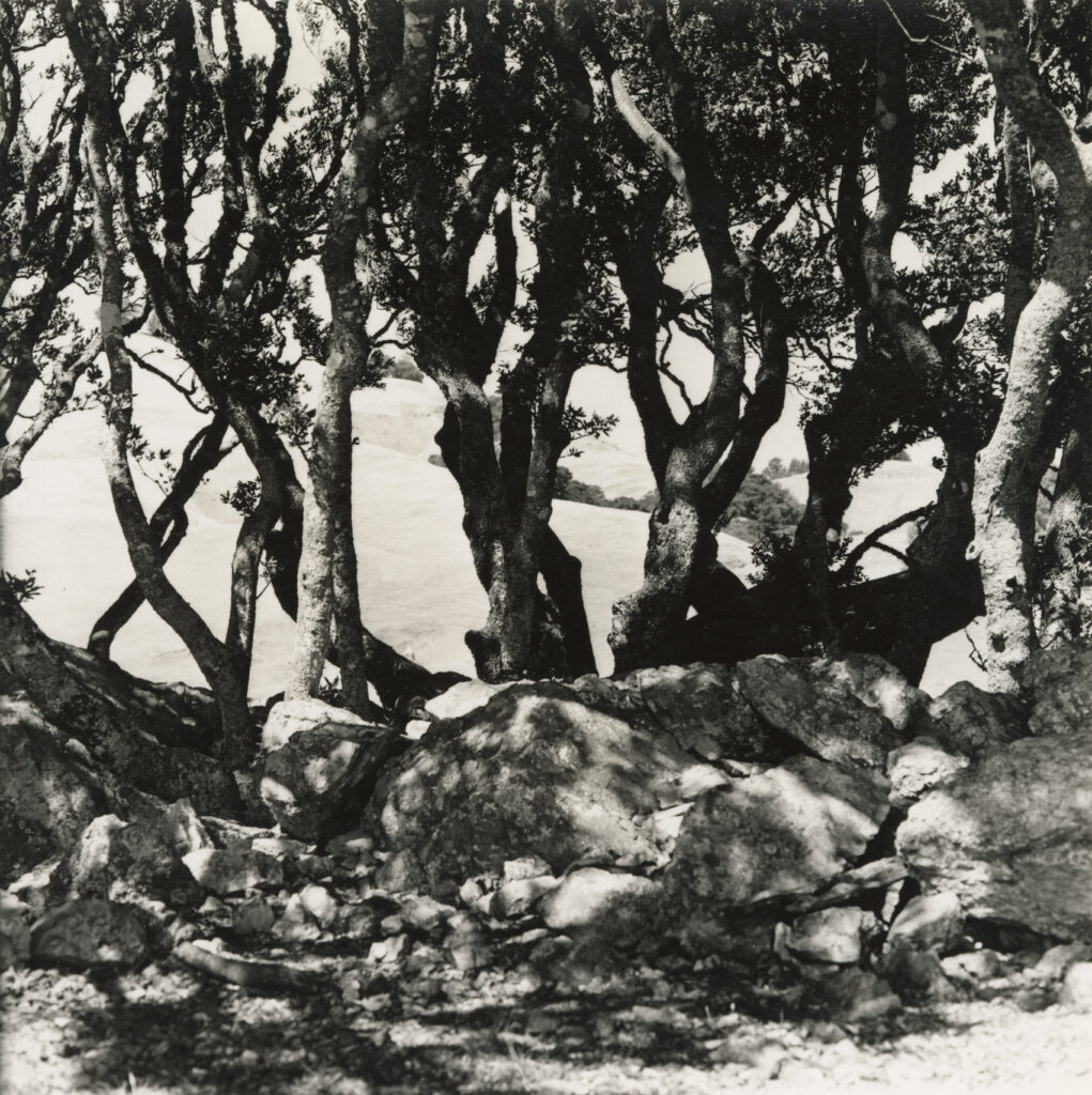 a black and white picture of tangled trees