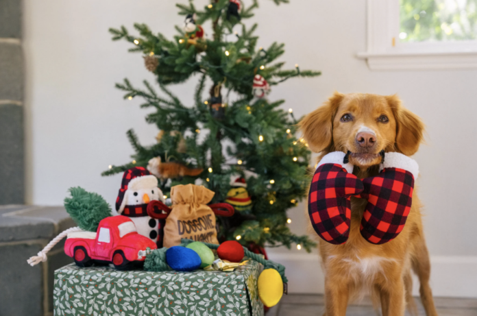 In front of a christmas tree and a display of christmas-themed dog toys, a red and white dog holds red-and-black-checked mittens in its mouth.