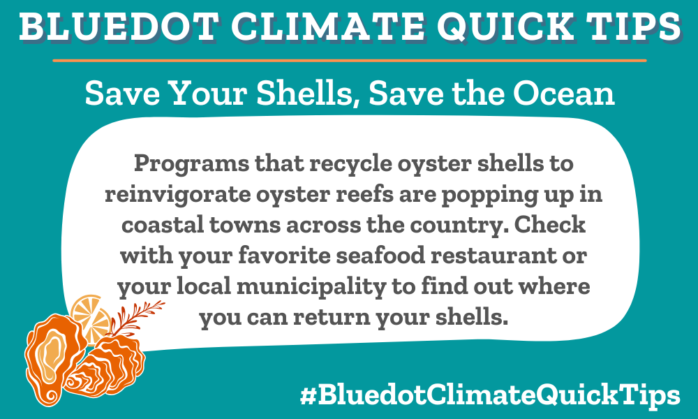 Programs that recycle oyster shells to reinvigorate oyster reefs are popping up in coastal towns across the country. Check with your favorite seafood restaurant or your local municipality to find out where you can return your shells. Young oysters attach themselves to a hard surface, like another oyster shell, to survive, and oysters play a key role in filtering ocean water from pollutants. Read more about The Billion Oyster Project in the New York Harbor and shell recycling on Nantucket and Martha’s Vineyard.