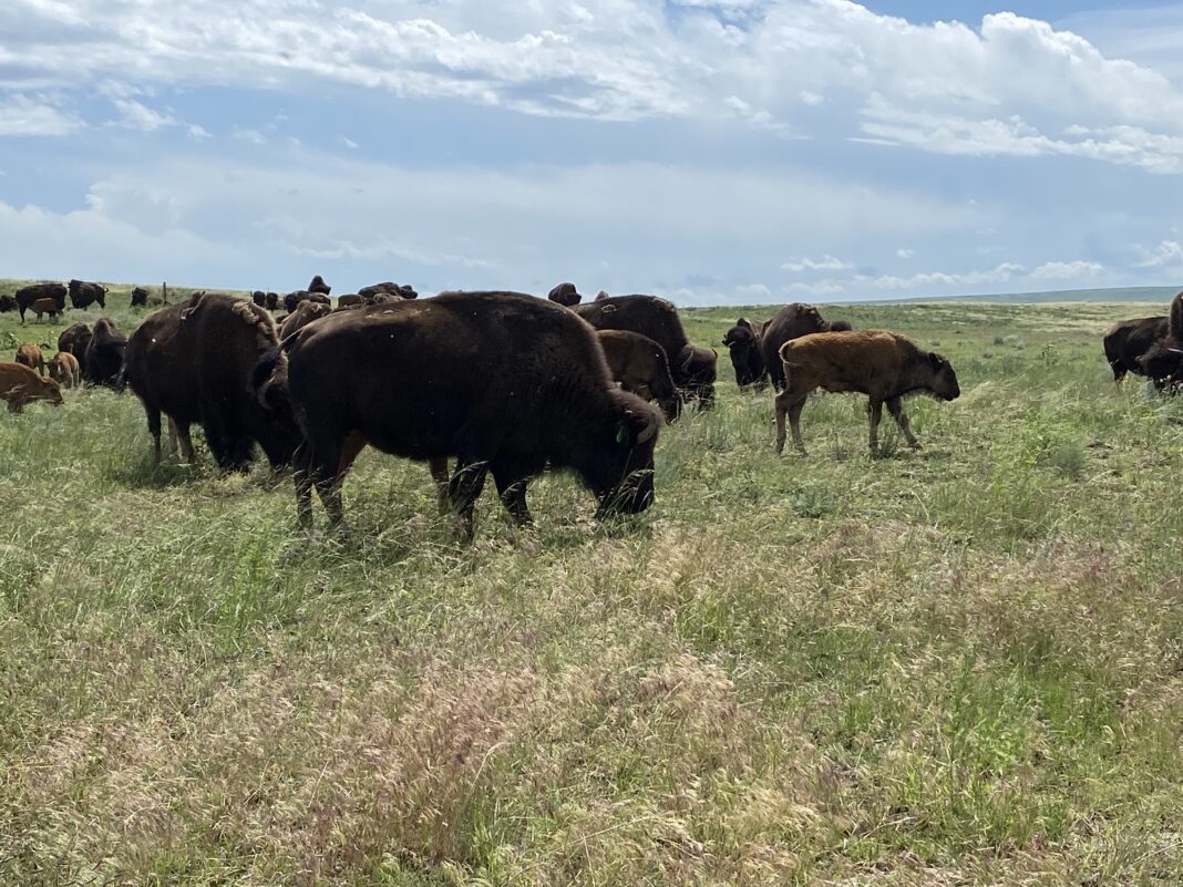 bison grazing a field
