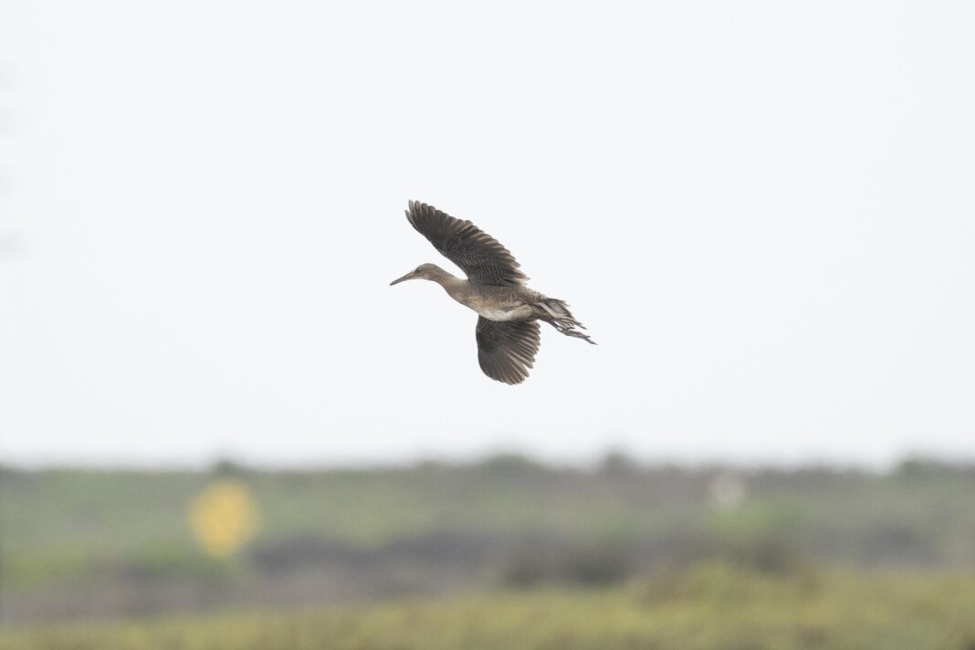A rail flying