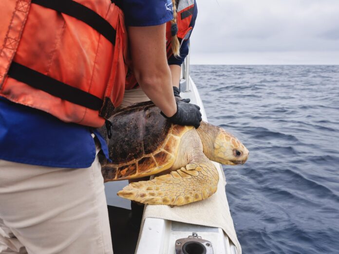 releasing turtle into ocean off of a boat