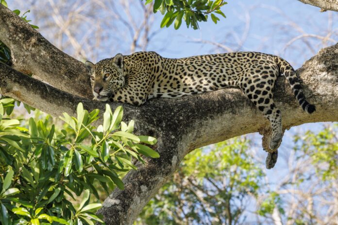 jaguar napping in a tree