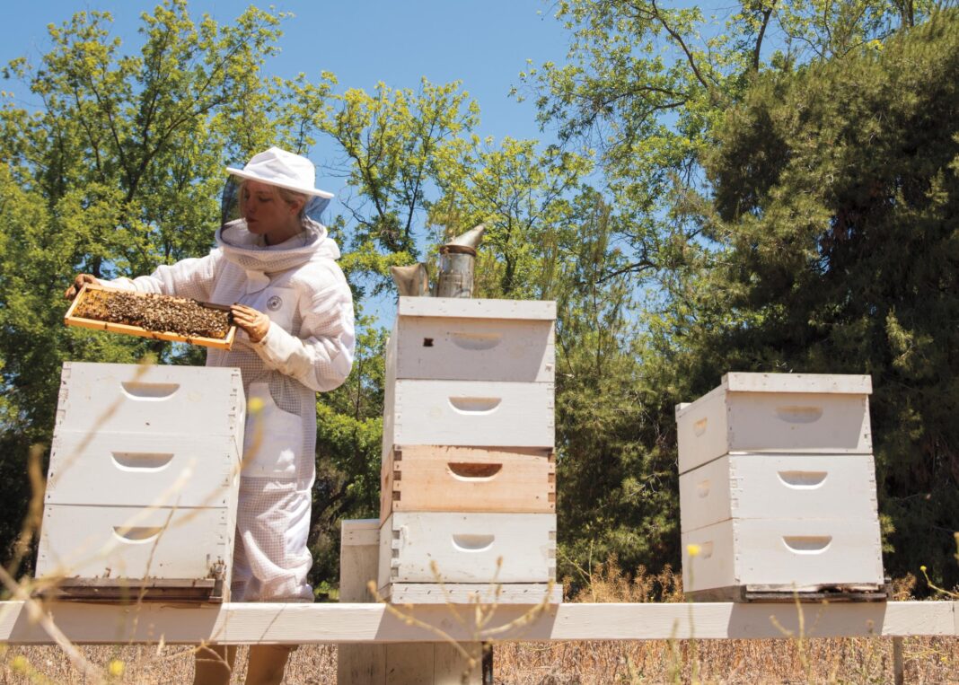 Beekeeper Hilary Kearney