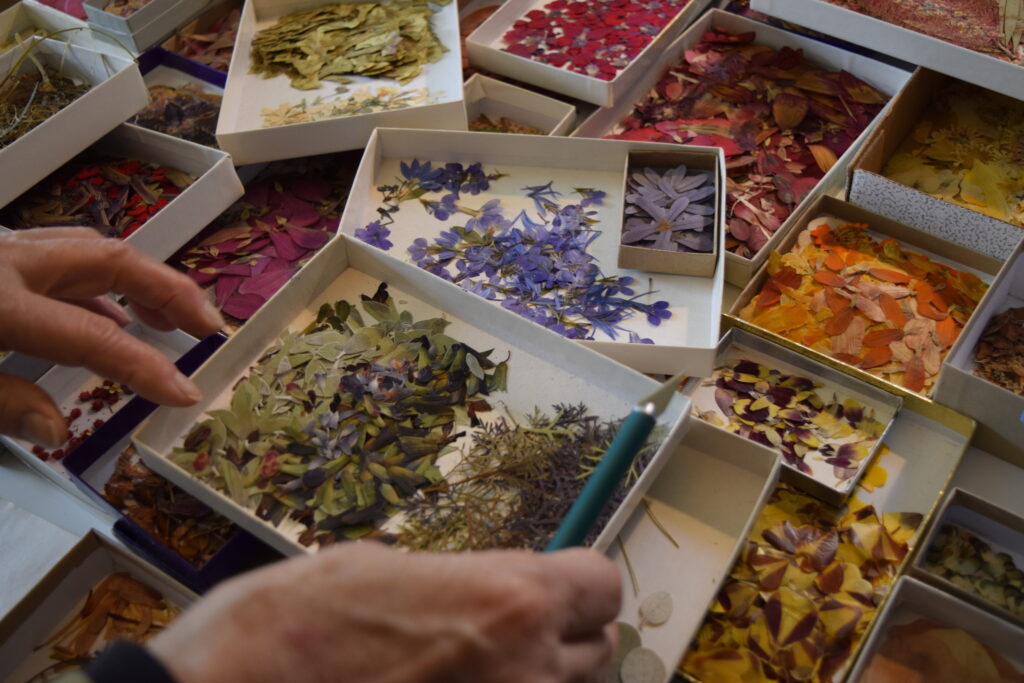 a woman picking through flowers