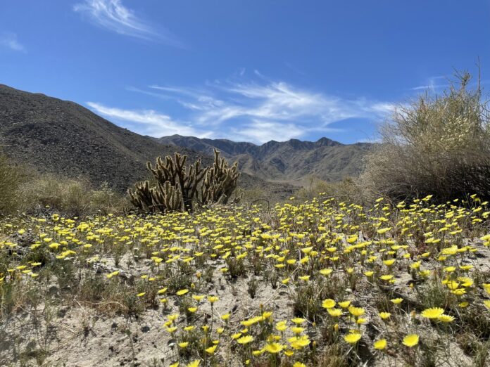 Anza-Borrego Desert State Park