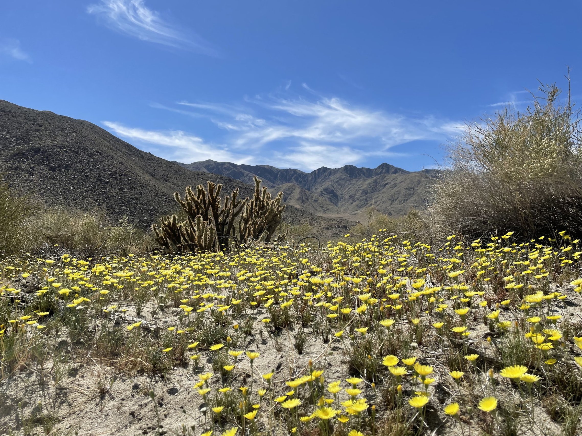 Preserving Natural Soundscapes at Anza-Borrego - Bluedot Living