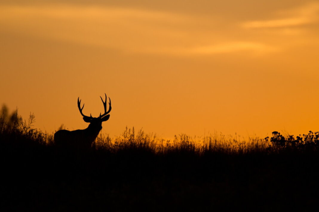 deer at sunset