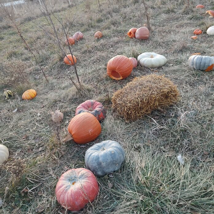 rotting pumpkins on the ground