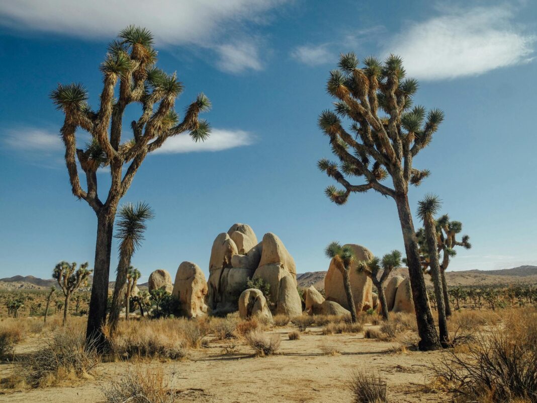 two joshua trees in the desert