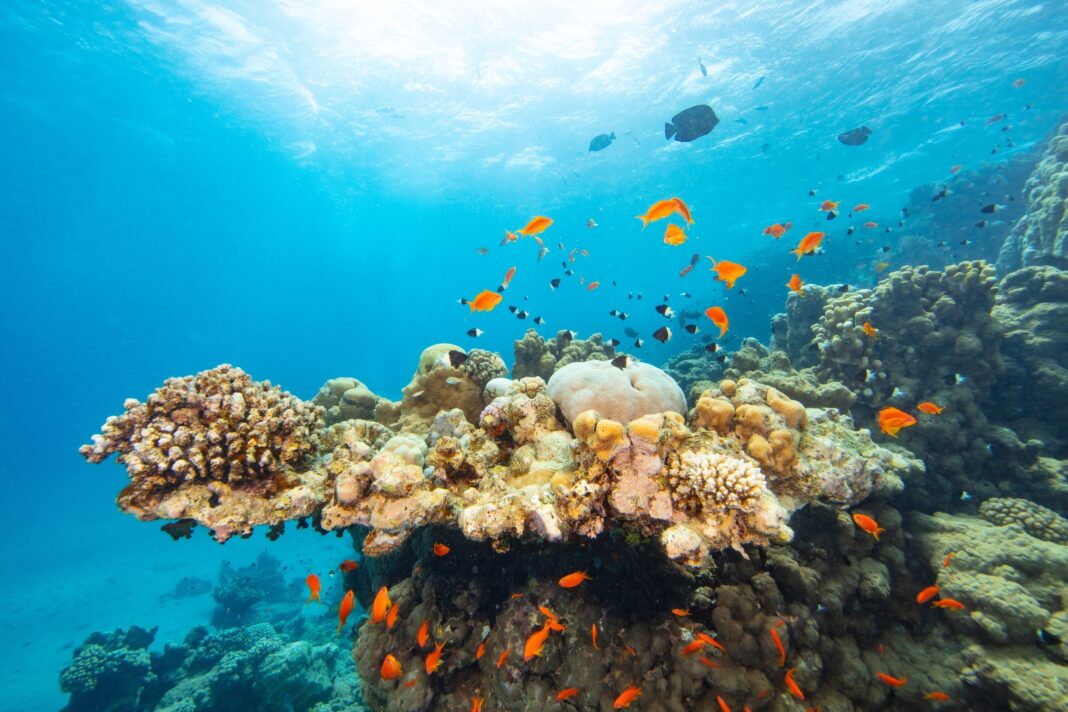 a colorful coral reef in Egypt