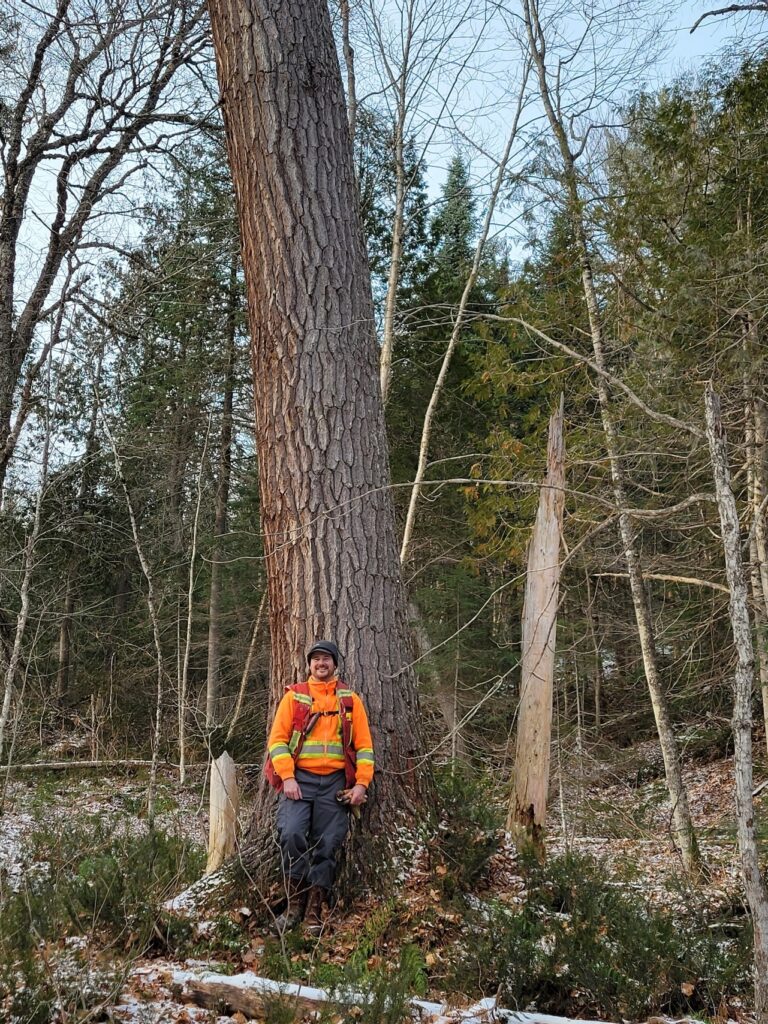 Mark Balogh standing in front of a white pine tree.