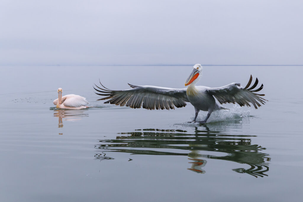 two pink pelicans in water, one landing with wings spread