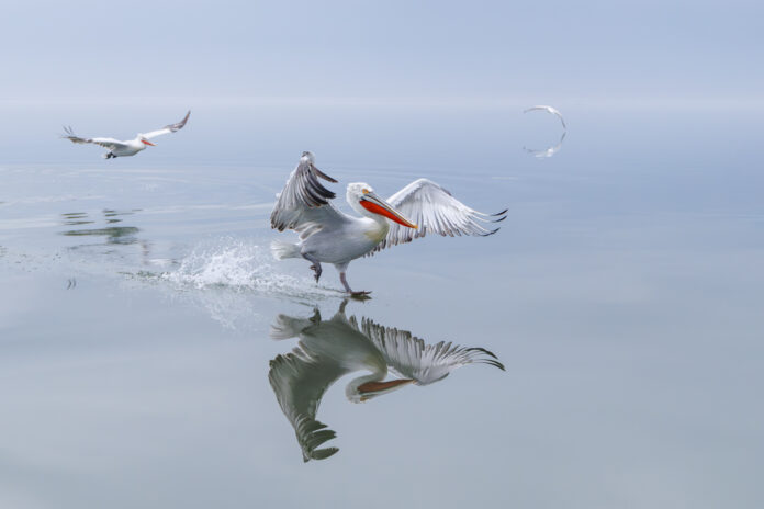 pelican taking off in flight with reflection in the water