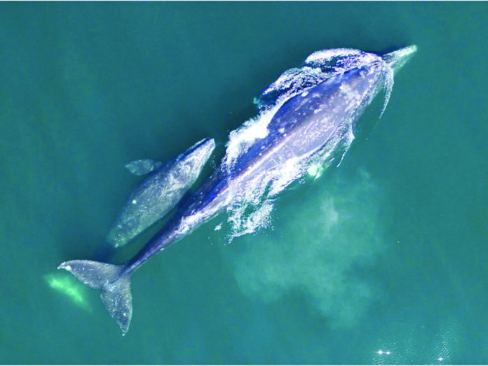aerial view of gray whale mother and calf swimming