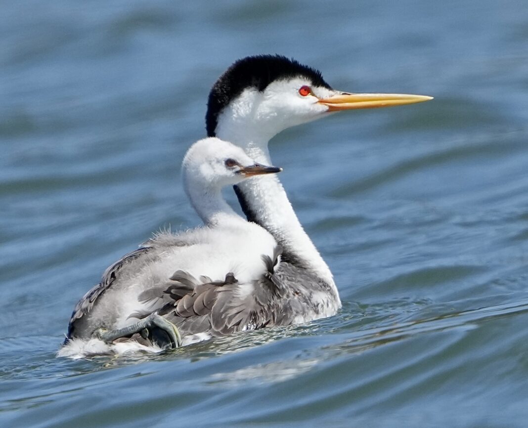 Clark's grebe with chick