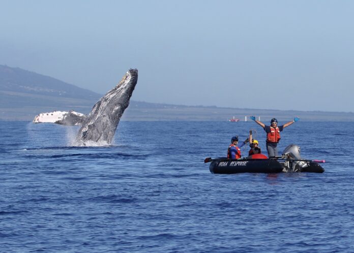 humpback whale breech with noaa vessel nearby