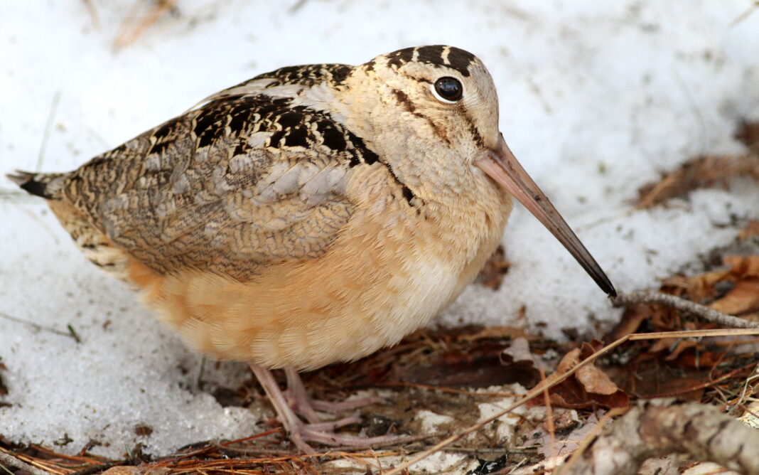 a small light brown american woodcock stands on the ground.