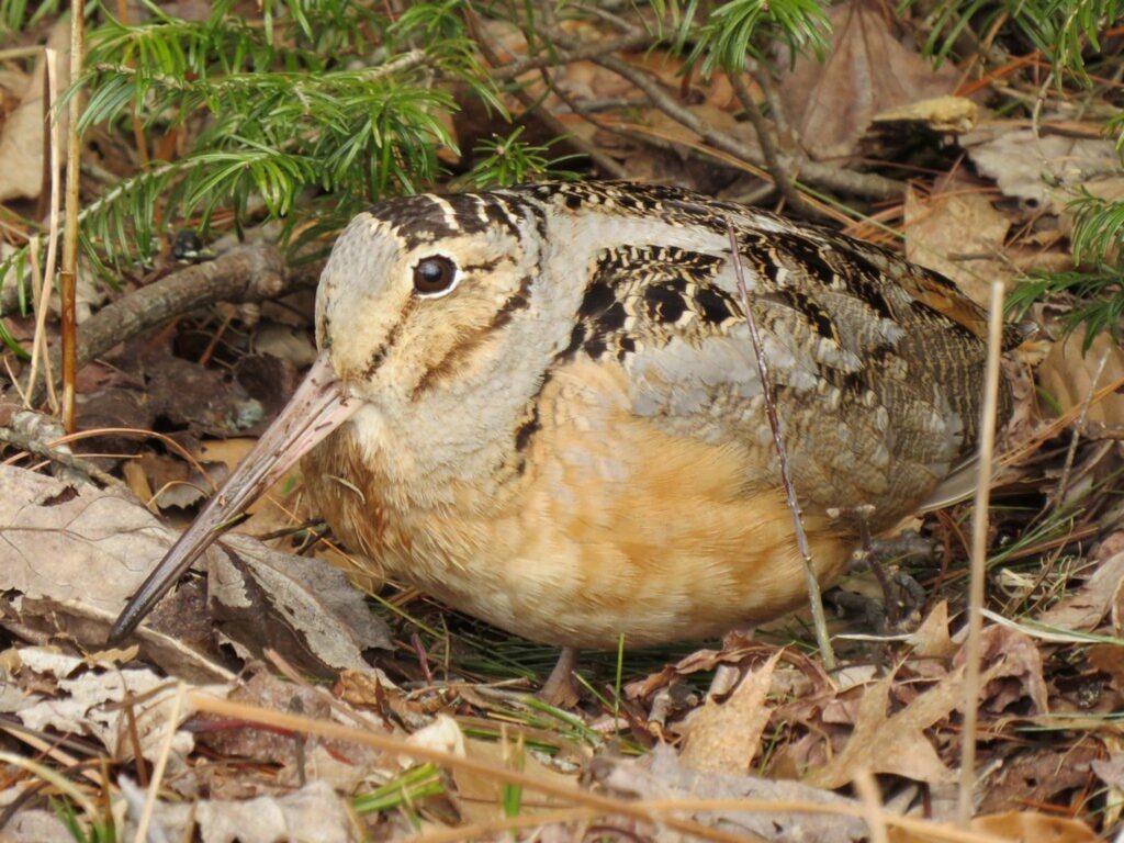 american woodcock camouflaged in the spring