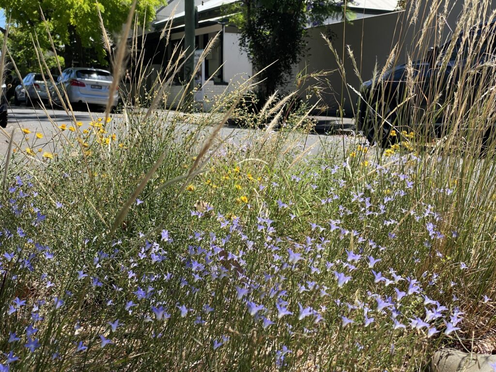 A bush with lots of little purple and yellow flowers.