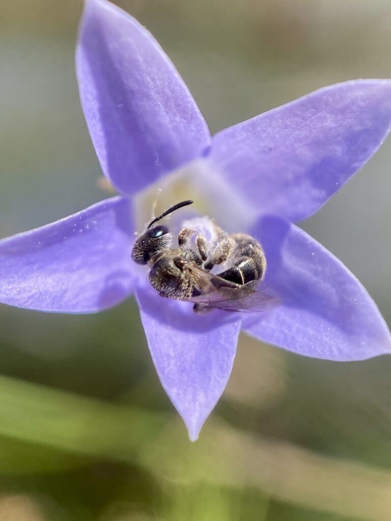A bee curls itself around a purple flower.