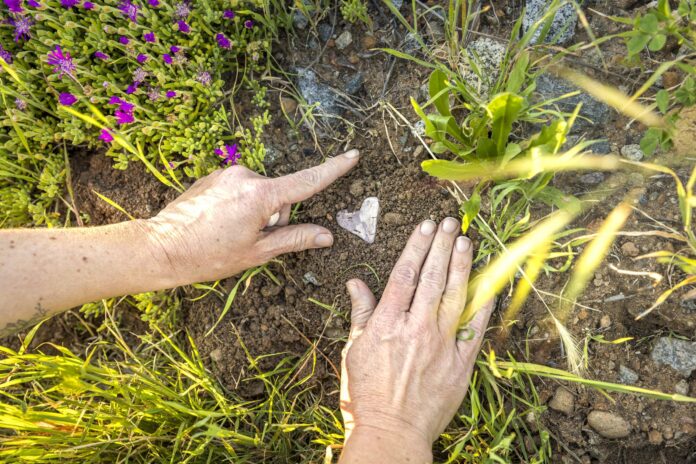 heart-shaped seed bomb