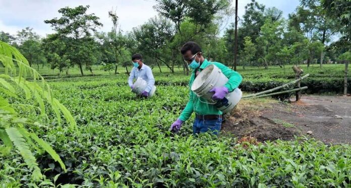 Two men stand in the fields putting basalt into the froun.