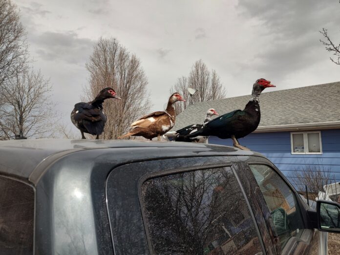 colorful ducks ride atop a truck