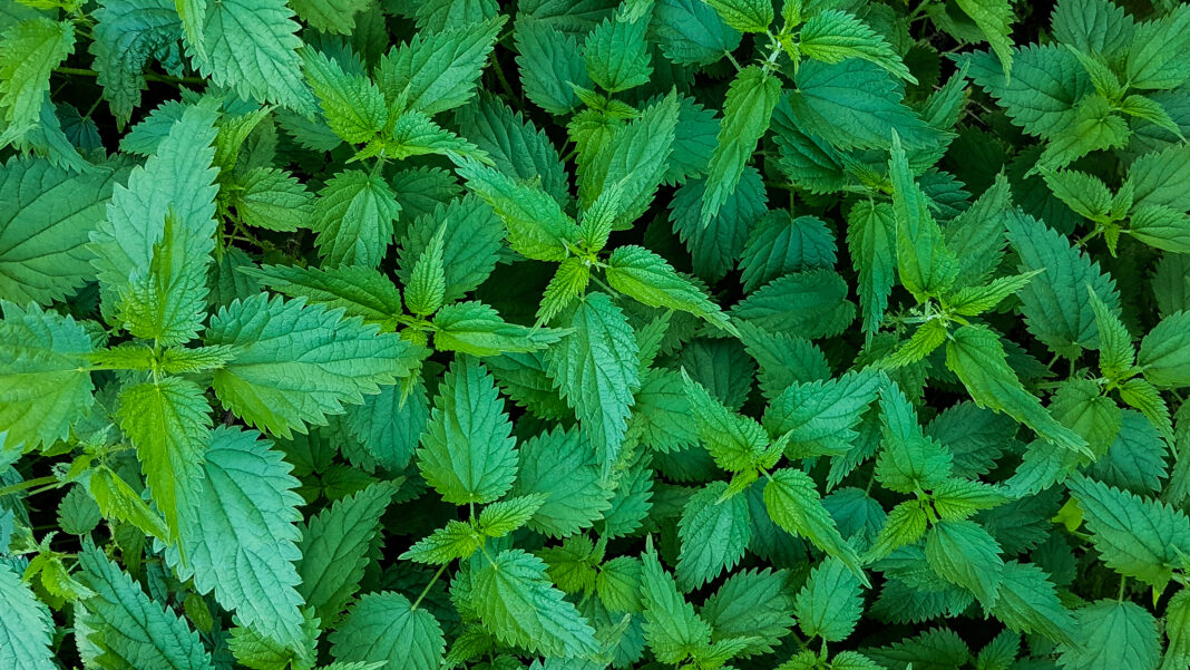 fresh nettle leaves