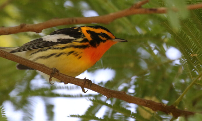 a red and black bird studies the ground from a tree