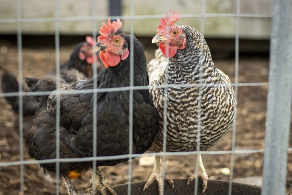 two chickens behind fence