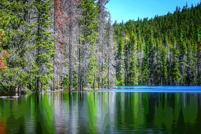The mirror reflections of fur trees in the clear blue waters of Frog Lake at Mt Hood in Oregon State.