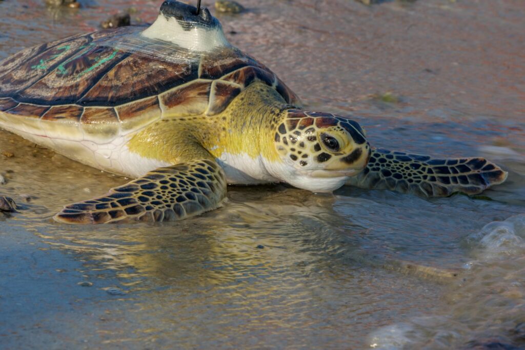 sea turtle close up on beach