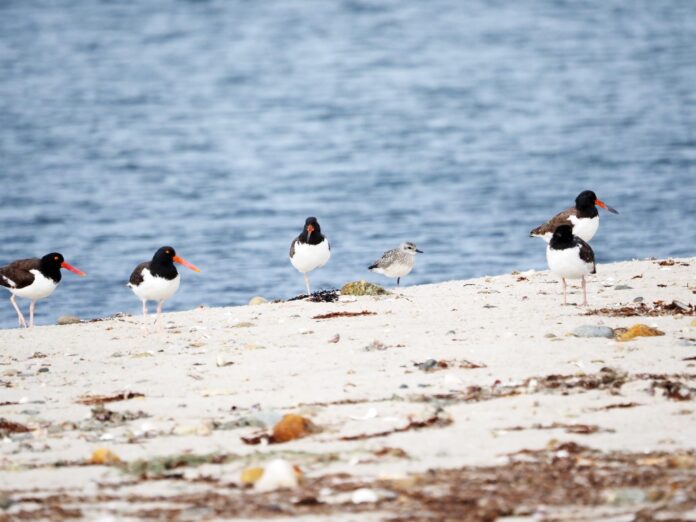 american oystercatchers on beach